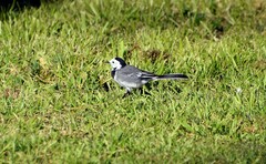 Motacilla alba alba