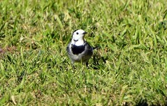Motacilla alba alba
