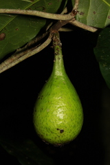 Ficus leiocarpa