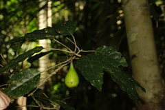 Ficus leiocarpa