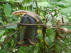 Eutropis multifasciata