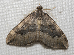 Epyaxa hyperythra