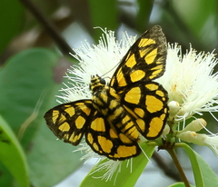Odina hieroglyphica
