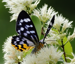 Dysphania glaucescens