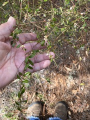 Vaccinium darrowii