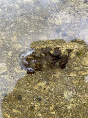 Sargassum ilicifolium