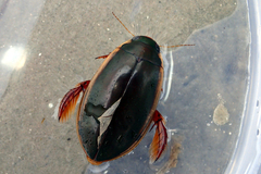 Onychohydrus scutellaris