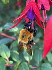 Bombus dahlbomii