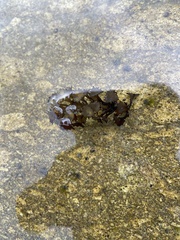 Sargassum ilicifolium