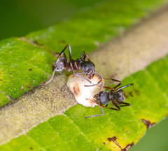 Dolichoderus cuspidatus