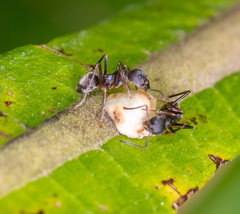 Dolichoderus cuspidatus