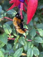 Bombus dahlbomii