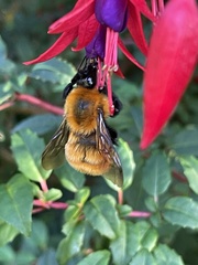 Bombus dahlbomii