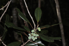 Ficus nitidifolia