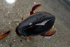 Onychohydrus scutellaris
