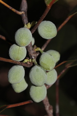 Ficus nitidifolia