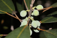 Ficus nitidifolia