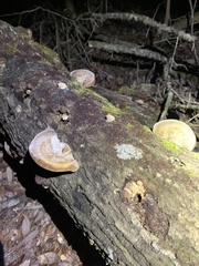 Ganoderma zonatum