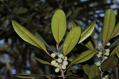 Ficus nitidifolia