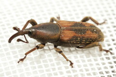 Rhabdoscelus obscurus