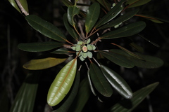 Ficus nitidifolia