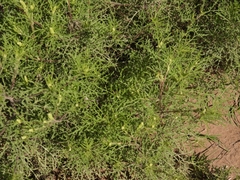 Ambrosia tenuifolia
