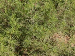 Ambrosia tenuifolia