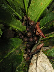 Ficus otophora