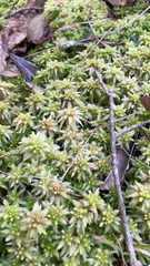 Sphagnum squarrosum