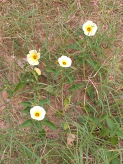 Turnera subulata