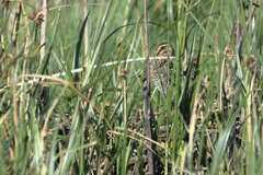 Gallinago nigripennis