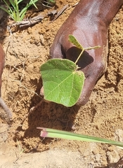 Brachychiton paradoxus