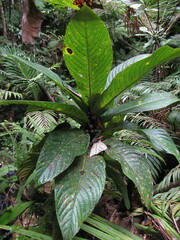 Ficus otophora