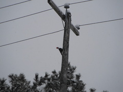 Dryocopus pileatus