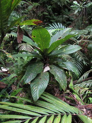 Ficus otophora