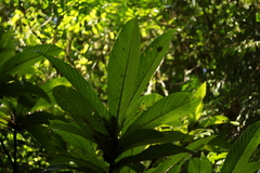 Ficus otophora