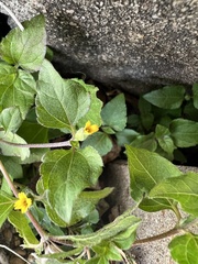 Calyptocarpus vialis