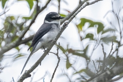 Pericrocotus tegimae