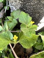 Calyptocarpus vialis