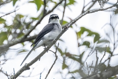 Pericrocotus tegimae