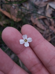 Mitrasacme polymorpha