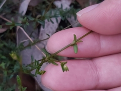 Mitrasacme polymorpha