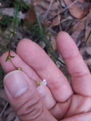 Mitrasacme polymorpha