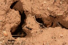 Rhytidoponera punctiventris