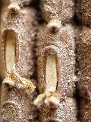 Fulgoridae