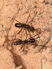 Rhytidoponera punctiventris