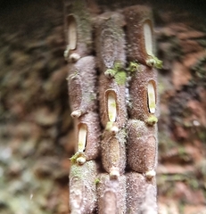 Fulgoridae