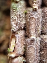 Fulgoridae