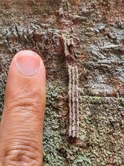 Fulgoridae