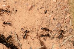 Rhytidoponera punctiventris